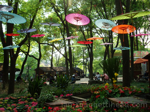 umbrellas in the trees